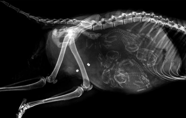 11 Unbelievable X Rays Of Pregnant Animals,Twin Mattress Dimensions In Inches