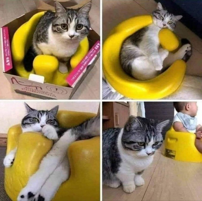 9. This cat thinks it was bought for them, but in truth, it's for the baby human.