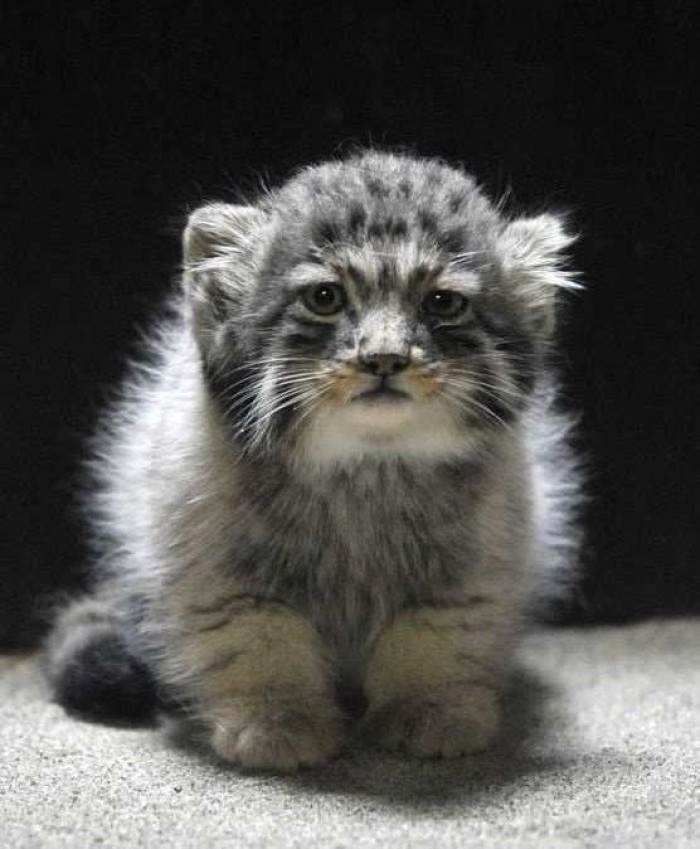 They have extremely thick fur, and I mean, just look at this baby's little face!