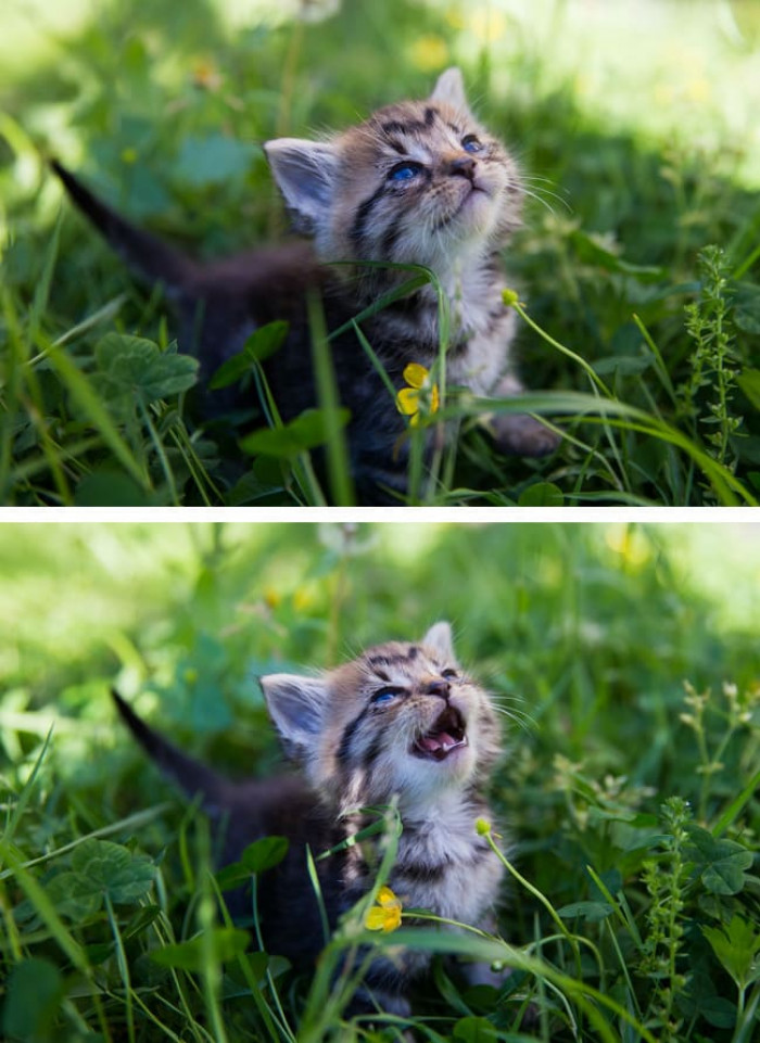 13. "2-Week-Old Foster Kitten Meeting the Sun for the First Time."