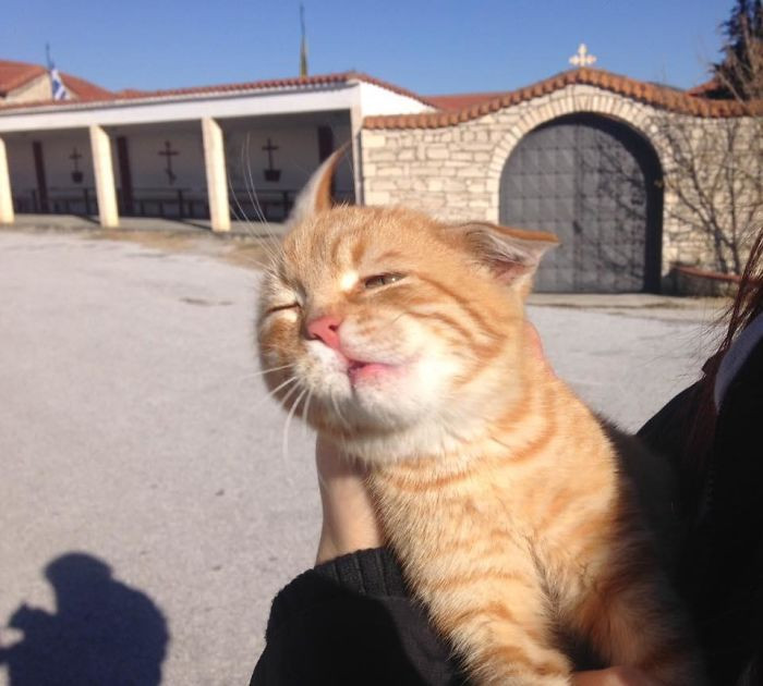 "Took This Photo Of The Most Cuddly Little Ginger In The Middle Of A Head Shake While It Wouldn't Stop Purring, Such A Majestic, Graceful Beauty"