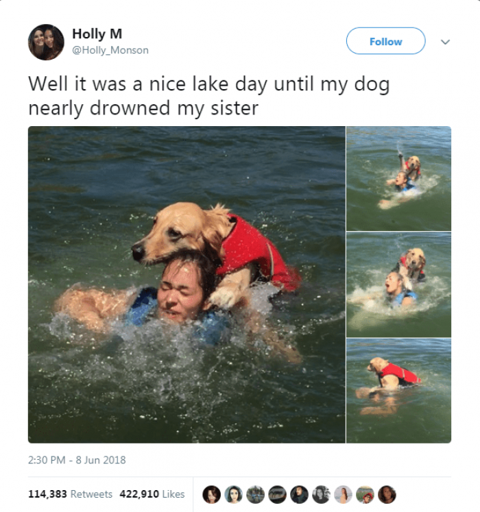 Close-up dog with caption about friendship and relatable dislikes