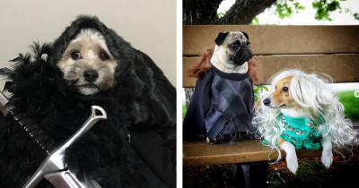Game Of Thrones Fans Dress Their Doggos Up As Characters And Dub It "Game Of Bones"