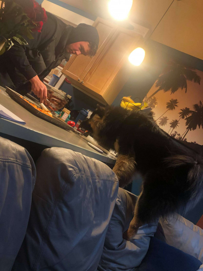 Kya sniffing food on the counter