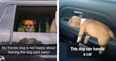 Dogs Make Riding in Cars Look a Lot More Fun Than It Is for Humans