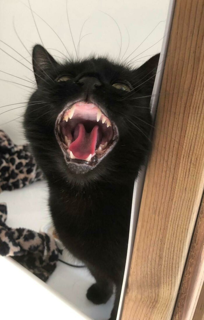 27. Just Found This Sub, I Believe This Picture Of Bala Belongs In Here