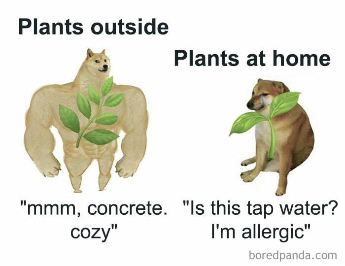 4. Plants outside vs plants at home