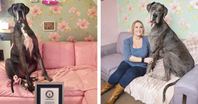 World's Largest Dog Is An Adorable 7ft Tall Great Dane Named Freddy