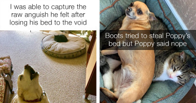 These Dogs Felt Completely Powerless After Cats Stole Their Beds