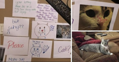 This 13-Year-Old Girl Spent An Hour Creating A "Wall of Sorrow" To Convince Her Dad To Adopt A Shelter Cat