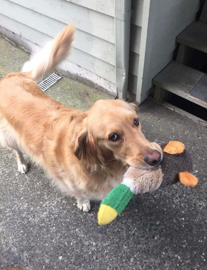 3. “This is Jasper. He is my neighbor’s dog. I can’t leave the house much due to health issues, so anytime he sees me he RUNS back inside his house to bring me back out one of his favorite toys. Today was his duck. His record is 3 toys and a stick, all at once. What a champ. Be like Jasper.”