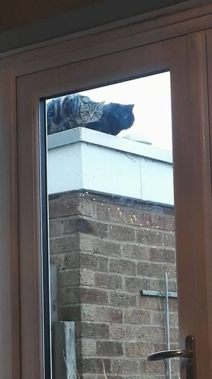  When you get a new dog...