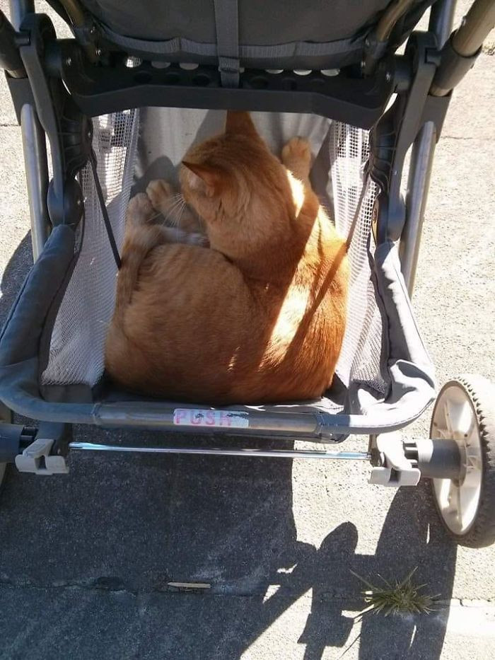 #24 My Stroller, Not My Cat. This Is Ralph. Ralph Decided He Wanted To Hitch A Ride Around The Neighborhood