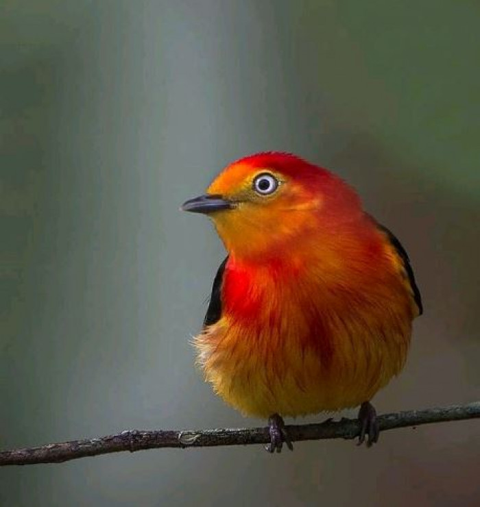 Red, Orange, And Yellow Combined, Makes This Spectacular Bird Simply ...