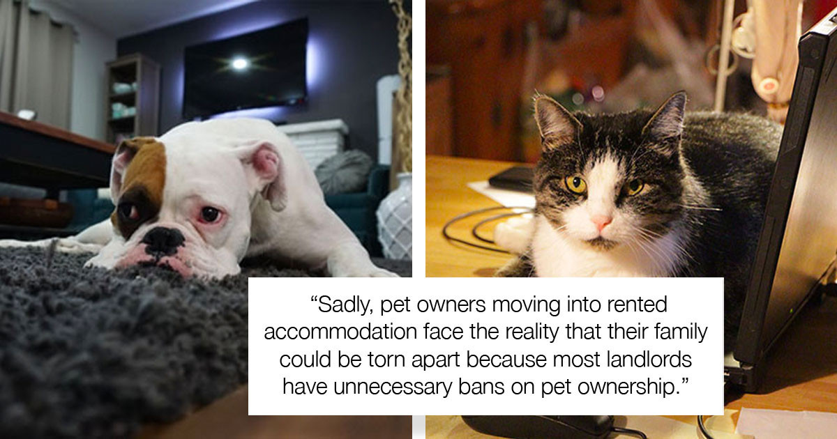 New Law In The UK Would Allow People To Keep Pets In Rented Apartments