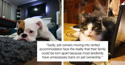 New Law In The UK Would Allow People To Keep Pets In Rented Apartments, But Landlords Don't Seem To Like It