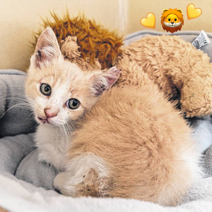 Bravo is an 8-week-old kitten.