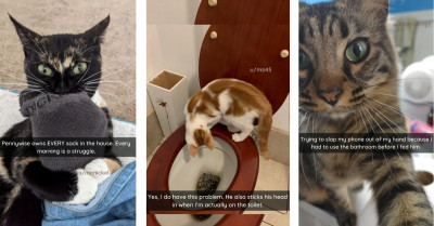 Mischievous Cats Who Are Not Behaving Very Nicely