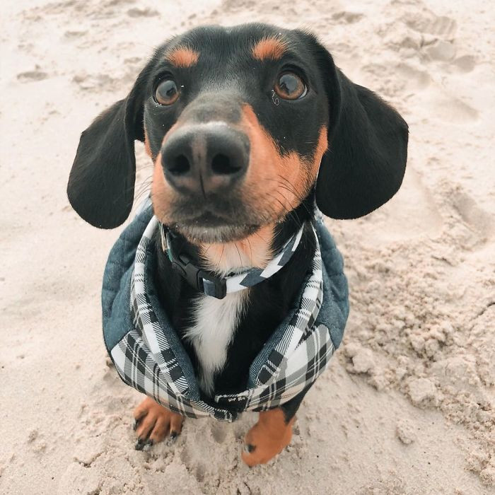 Frank is a friendly dachshund