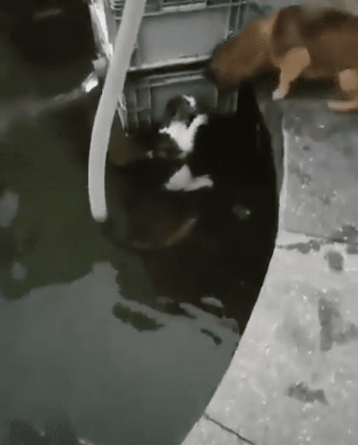 Recently, a woman in Turkey caught the heroic rescue of a drowning cat on video... the hero? A dog! 