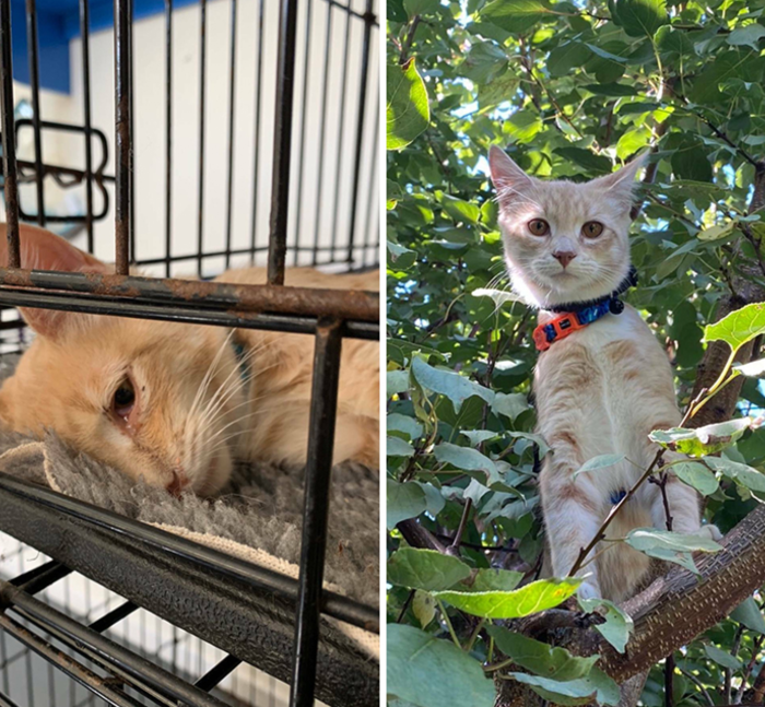 17. This sad cat was scheduled to be euthanized but was rescued just in time to live his best, fully loved life.