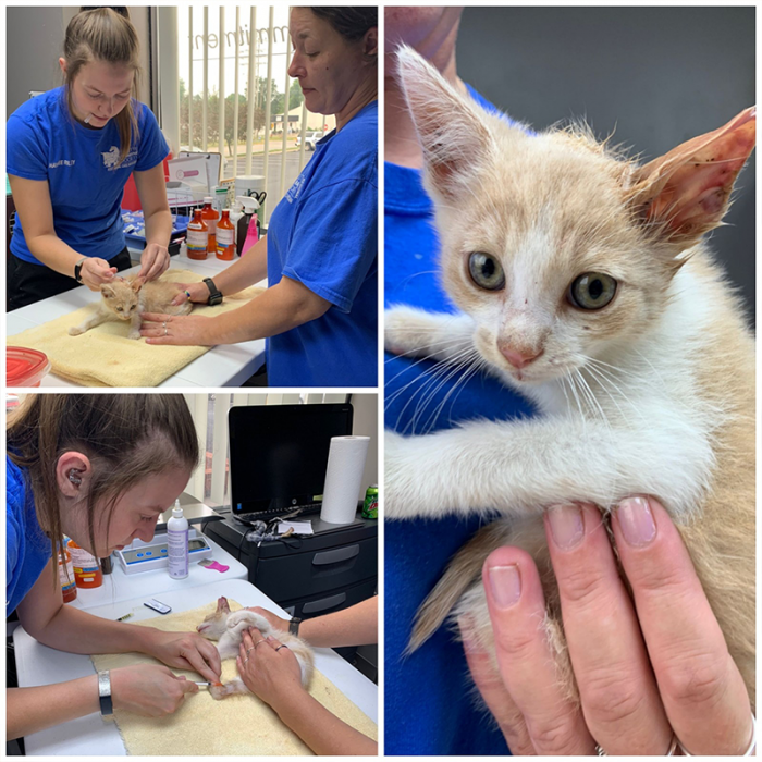 FRHS agents then reported the animal cruelty case to the Highland Sheriff’s Office.