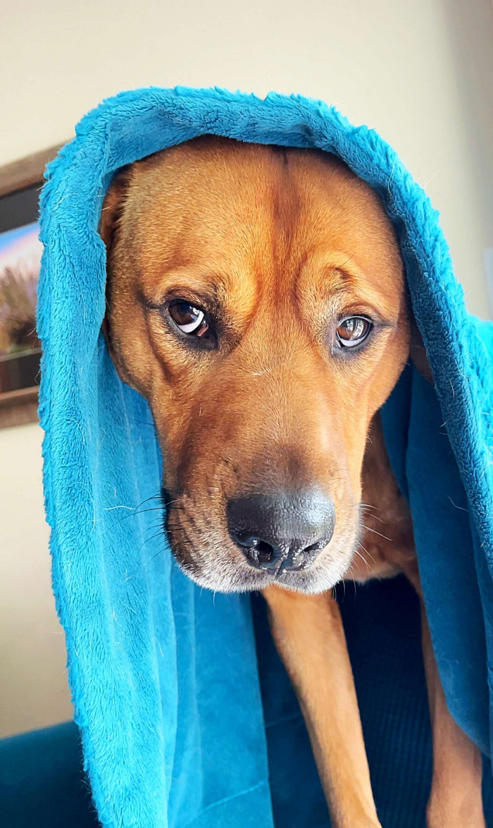 Adorable Myko and his security blanket. It's even cuter that he's wearing it as a hood!