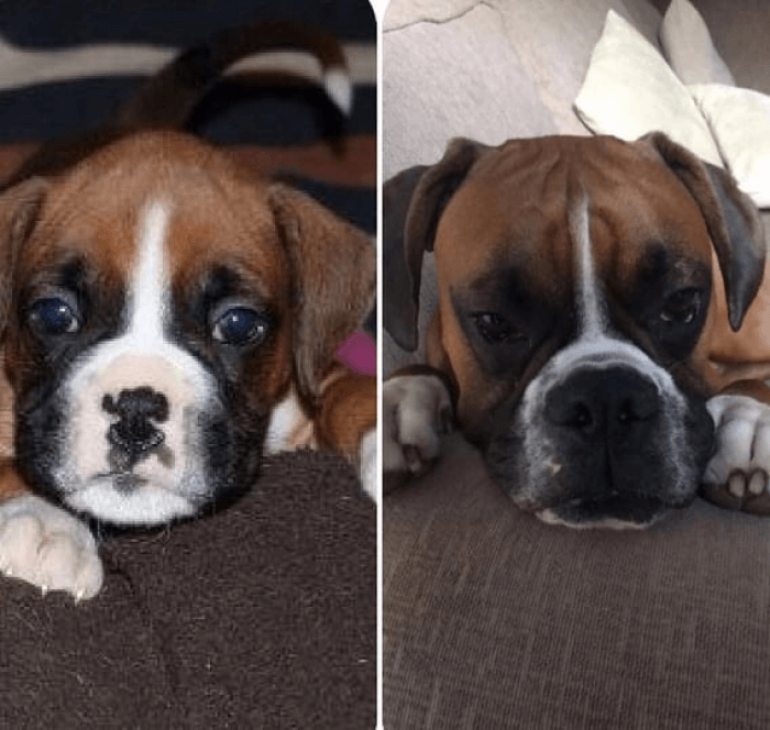 I love how the black spot on his nose has grown so big!