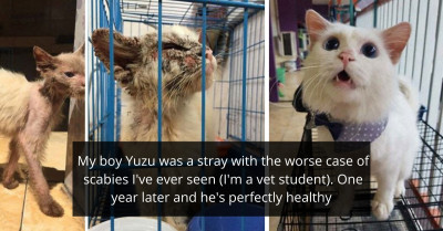 30 Pics Of Cats Before & After They Were Adopted That Will Warm Your Heart