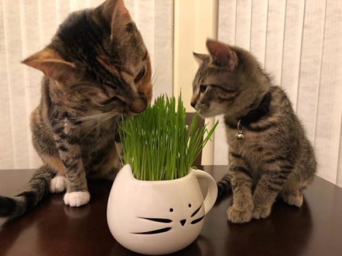 An organic cat grass-growing kit for your kitty who struggles with frequent hairballs.