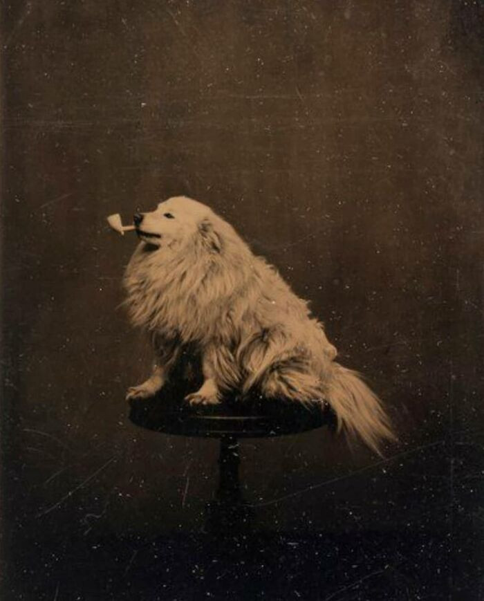 49. Silly Pet 'Selfies' Were Already A Thing Back Then