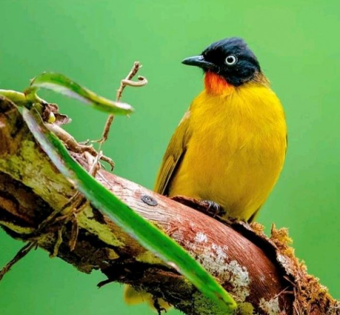 This is the flame-throated bulbul.