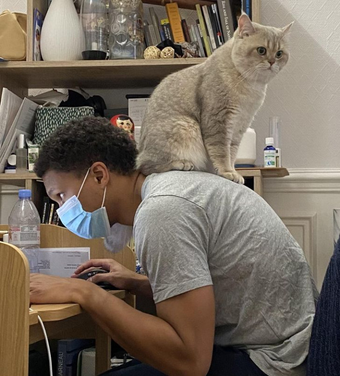 6. When cats are the cause of our backaches.
