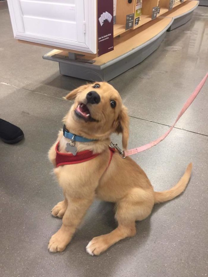 14. “This is Ralph. It’s his first time out in public. 11/10 good boy.”