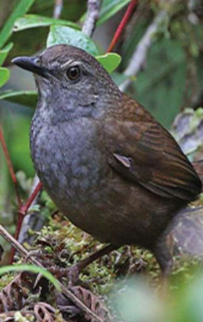 Taliabu grasshopper-warbler (Locustella portenta)