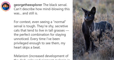 Photographer Captures Absolutely Stunning Shot Of An Extremely Rare Black Serval Cat