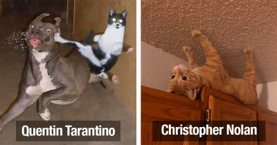 Cats Represent Famous Directors Based on the Recommendations of Funny Twitter Users