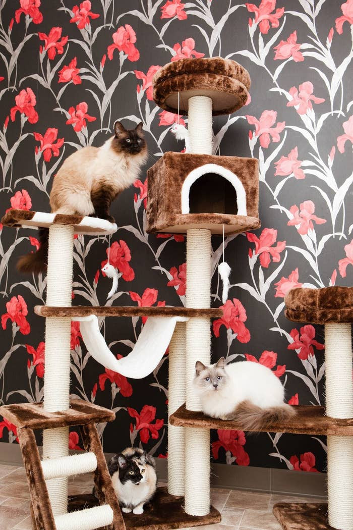 A Uk Based Luxury Cat Hotel Is Letting Cats Stay Free If Their Owners Cats On Catnip