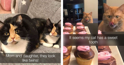 Very Exciting Posts About Cats You're Guaranteed To Love