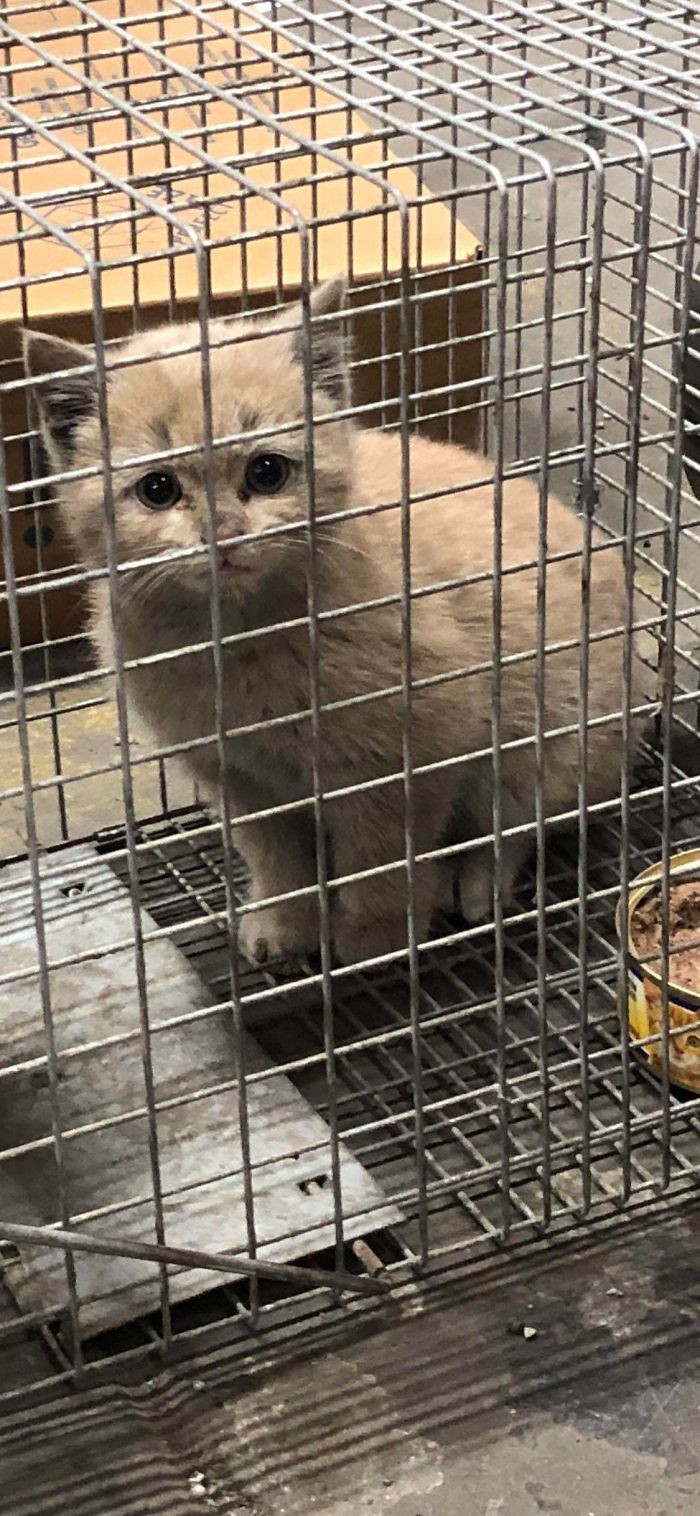 1. "Trapped This Feral Kitten At Work To Save It From The Exterminator. Now She Has A Great Home And I’ve Got A Great Kitten! Everybody Wins!"