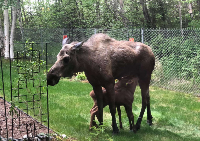 It was a moose family