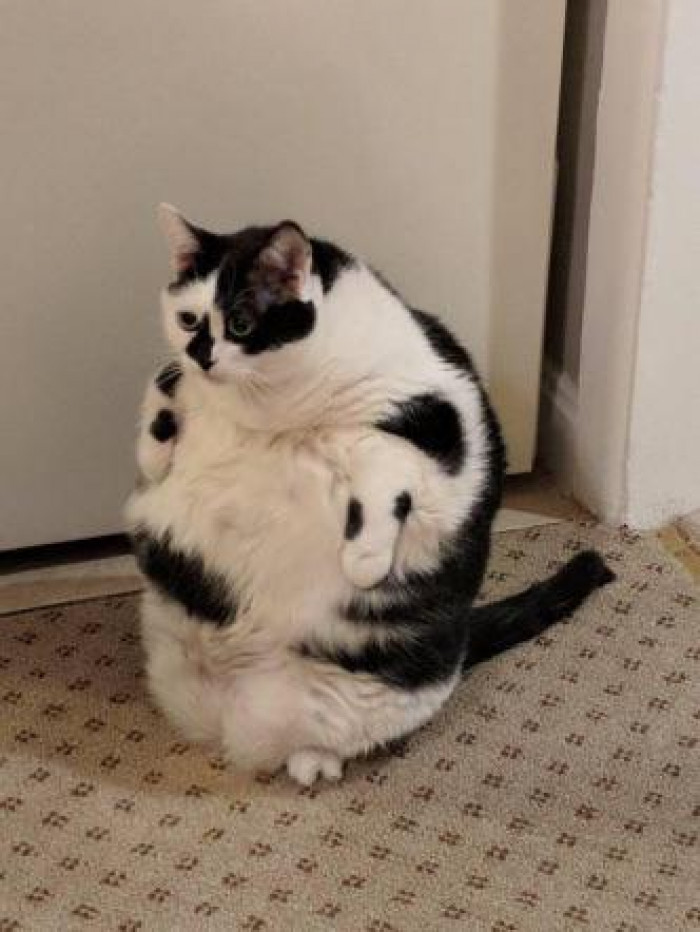12. "h e c h o n k."