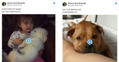 15 Funniest Dog Posts From This Week That You Need To Get Through The Next One