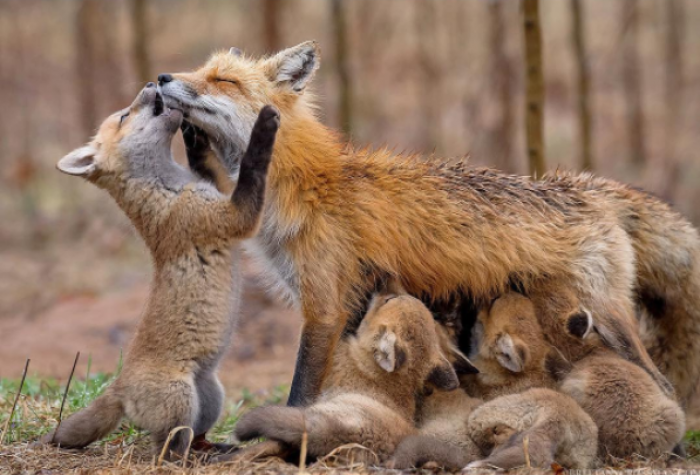 3. This fox with her babies is absolutely adorable. 