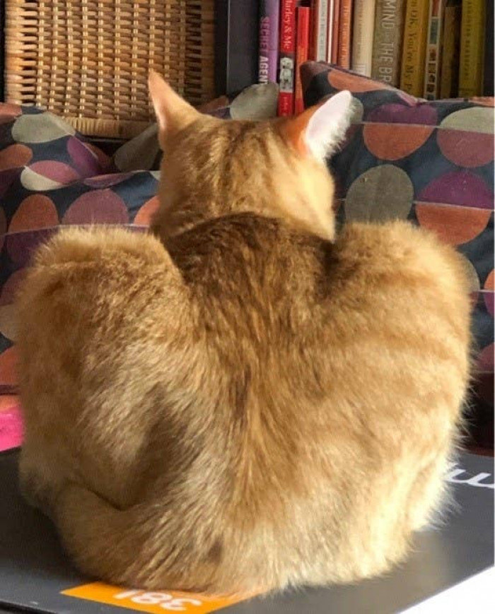 4. As long as the hoomans are home, they will only get this view