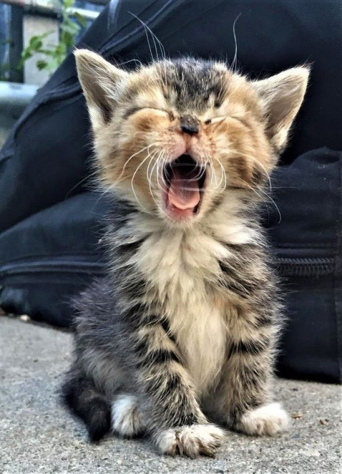 Them BIG yawnz