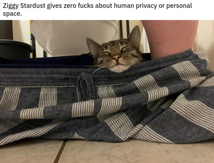 14. Purrsonal space, you mean?