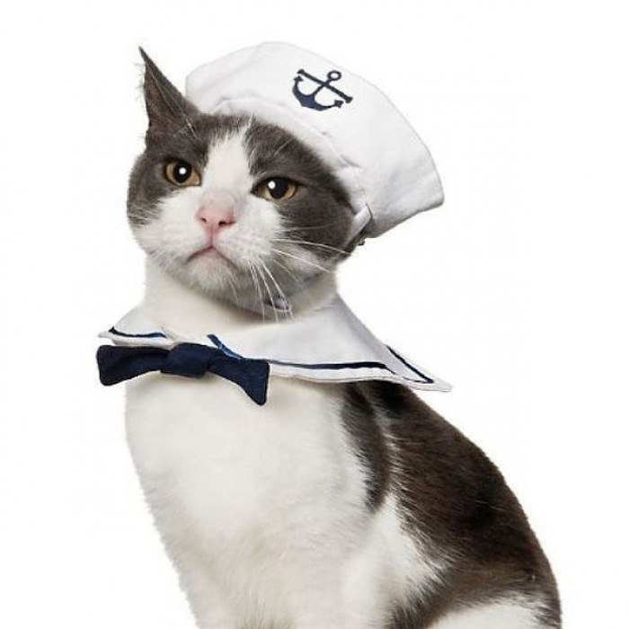 Purr-fect Sailor