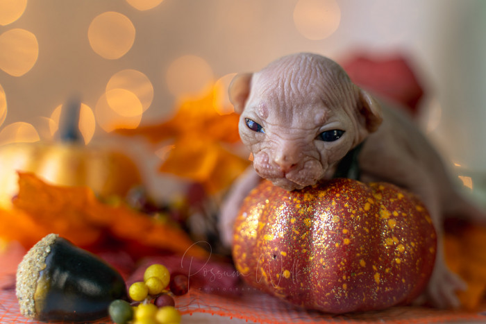 4. All of their adoptions are done through an application and waitlist process.