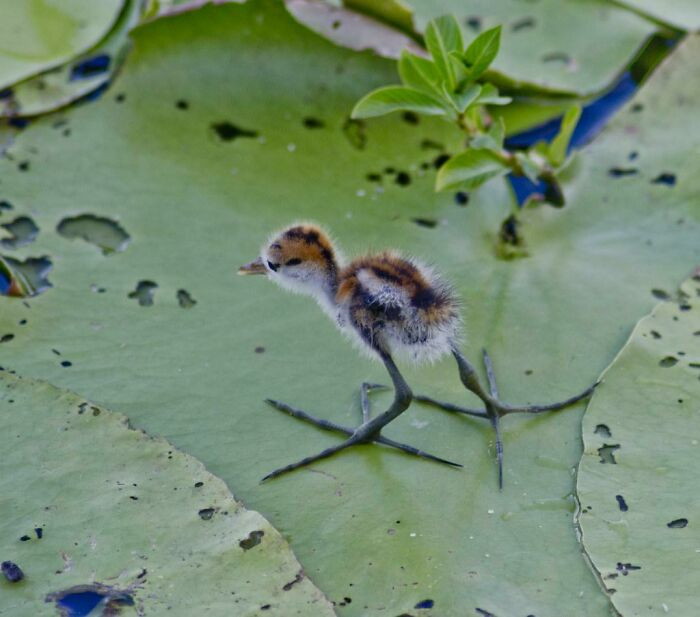 38. Baby Jacana With Long Legs